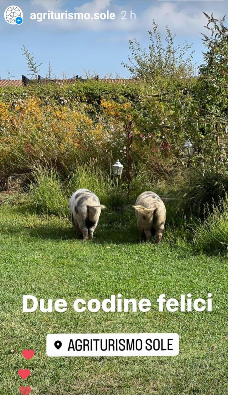Agriturismo Sole Trequanda Exterior foto